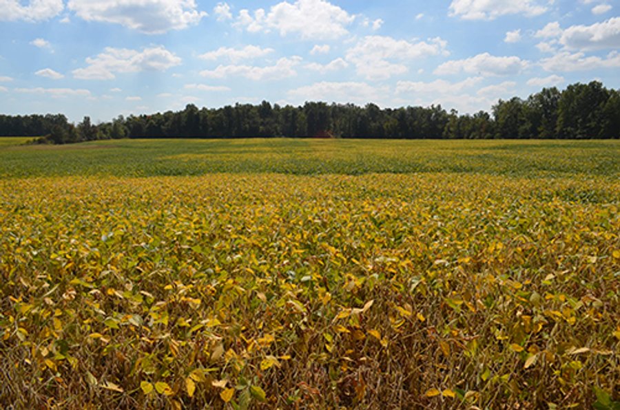 LAND AUCTION - 99+/- Acres offered in 4 Tracts or Combinations in Allen County